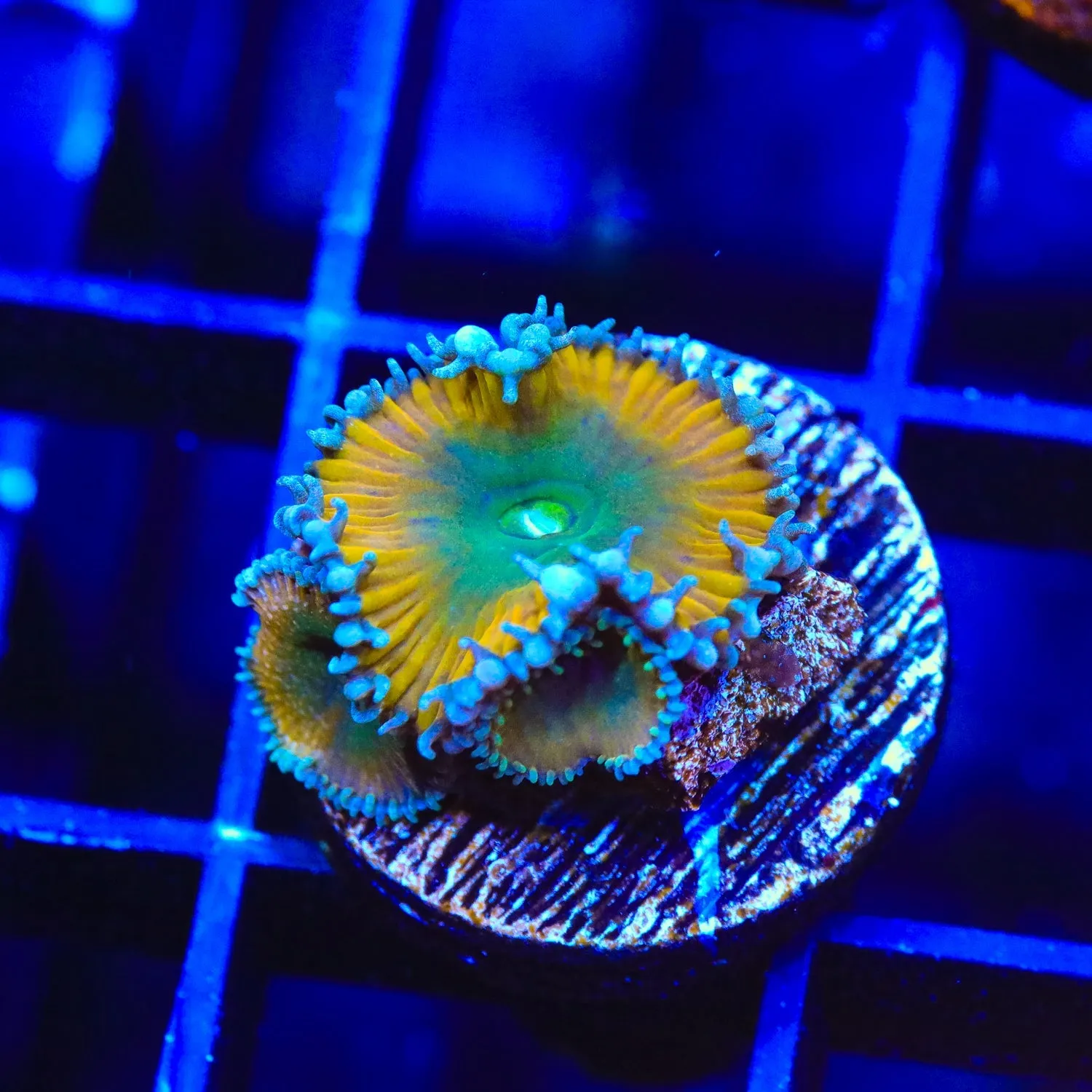 TSA Lemon Twist Palythoa Coral