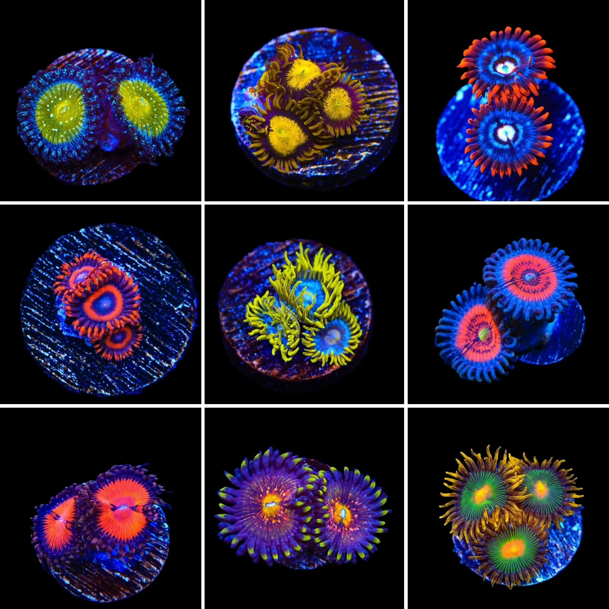 Zoanthids Mystery 3 Pack - BYR